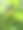 亚洲织叶蚁在叶子巢穴上的特写照片，昆虫图片下载