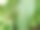 亚洲织蚁在叶子巢穴上的特写照片，昆虫图片下载