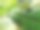 亚洲织叶蚁在叶子巢穴上的特写照片，昆虫图片下载