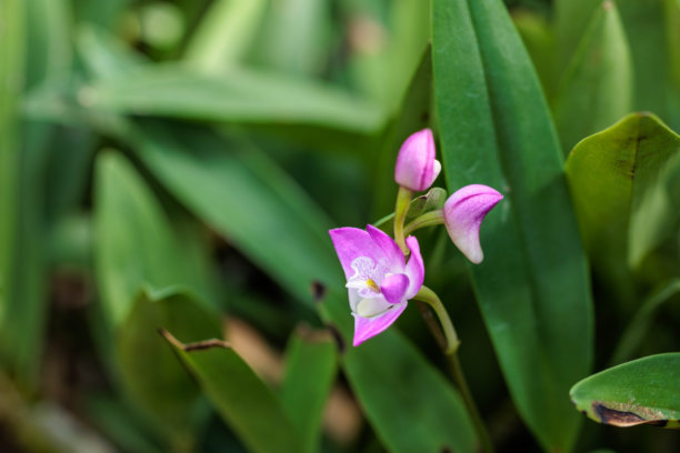 粉色蝴蝶兰花苞的特写照片图片下载