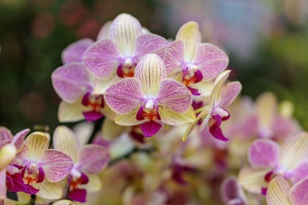 盛开的粉色蝴蝶兰特写照片图片下载