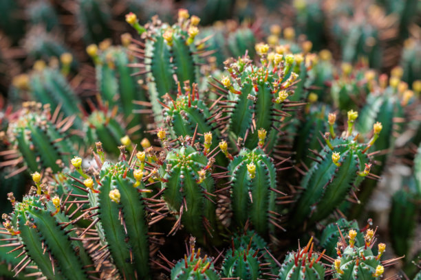 特写照片展示了开花的可爱花苞的Euphorbia enopla仙人掌图片下载