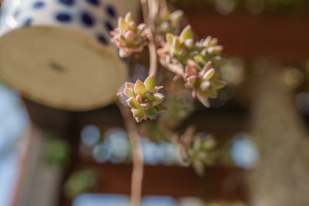 特写照片展示绿色马库斯（Sedeveria Markus）多肉植物图片下载