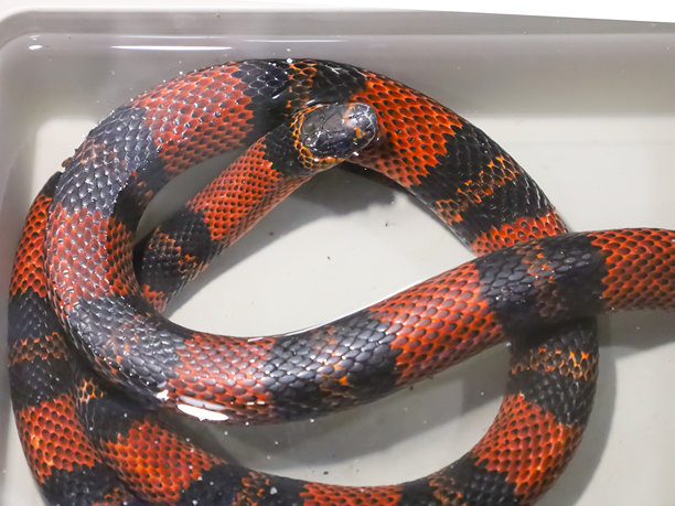 这张照片展示了一条蛇躺在一个透明的塑料容器里。蛇的颜色鲜艳：红色、黑色和白色交替的条纹。它的身体蜷曲，头部抬起。容器里装满了水。图片下载