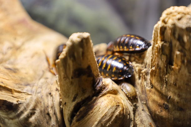 这张照片展示了一群蟑螂坐在一块木头上。它们的身体光滑黑亮，带有橙色条纹。它们的身体呈圆形且分节。木头表面粗糙，颜色为浅棕色。图片下载