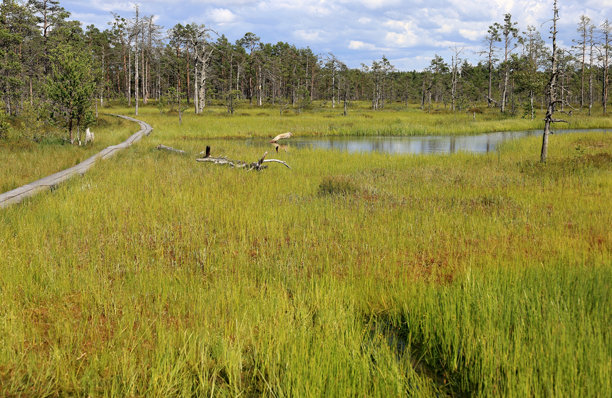 拉赫马国家公园的维鲁沼泽风景照片图片下载
