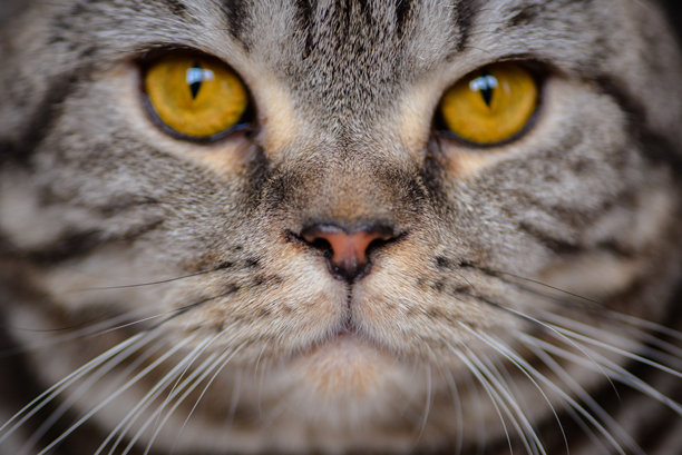 猫脸的特写宏观照片，小猫鼻子的特写镜头图片下载