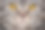 猫脸的特写宏观照片，小猫鼻子的特写镜头图片下载