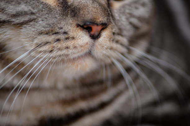 猫脸的特写照片，小猫鼻子的特写镜头图片下载