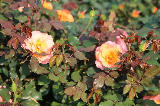 玫瑰花园中玫瑰的特写照片，淡粉色和橙色的花朵，夹杂着一些红色的叶子，自然光照下的阳光明媚的一天。图片下载