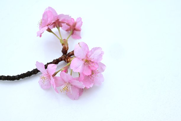 樱花花瓣背景素材，适用于日本春季贺卡。图片下载