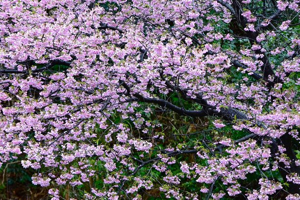 樱花花瓣背景素材，适用于日本春季贺卡。图片下载