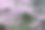 樱花花瓣背景素材，适用于日本春季贺卡。图片下载