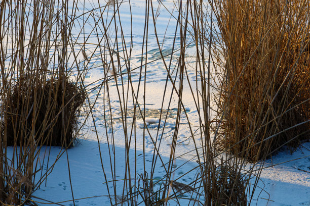 这张照片展示了一个冬季景观，前景是芦苇，背景是一个结冰的湖泊。芦苇的干茎向上生长，形成了垂直的线条。图片下载