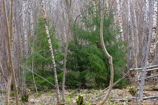 这张照片展示了一片有白桦树和云杉树的森林。构图的中心是一棵枝叶繁茂的大云杉树。周围生长着白皮的细长白桦树。图片下载