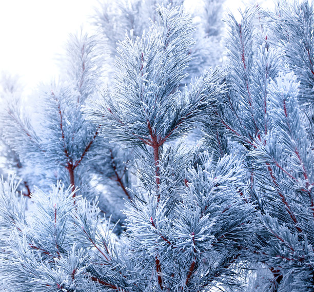 横向圣诞背景，带有被霜覆盖的松树枝。节日圣诞横幅，展示了冰冻的冷杉树枝。照片色调为蓝色。图片下载