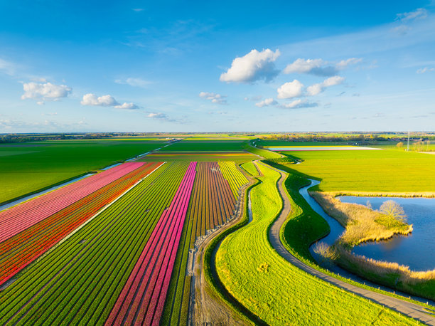 郁金香与云彩背景的天空。整齐的田野。鸟瞰图。自然。无人机拍摄的郁金香田。适合用作背景、壁纸或明信片的照片。图片下载