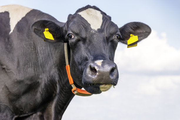 有趣的老牛，真实的黑白头像，目光接触，牲畜标签图片下载