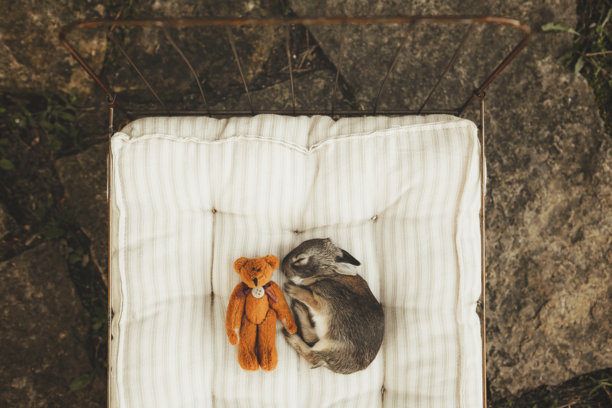 Baby Rabbit in Garden Sleeping in Tiny Bed图片下载