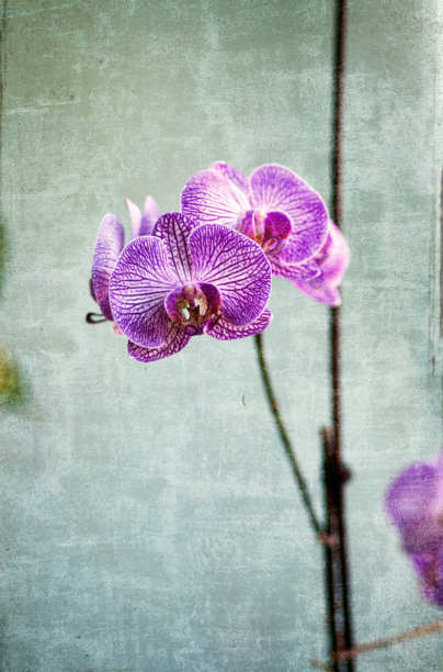 复古风格的兰花照片图片下载