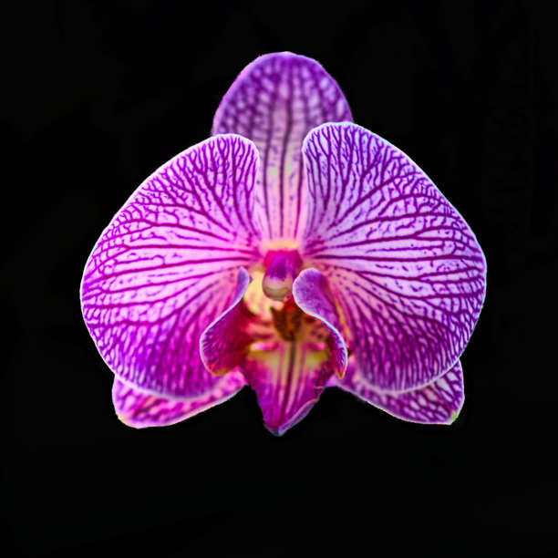 复古风格的兰花照片图片下载