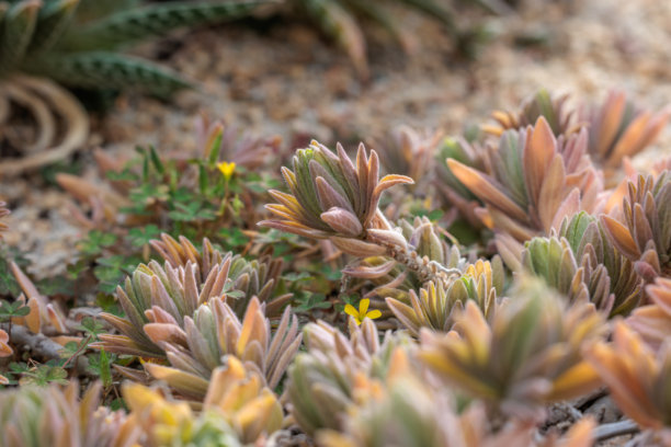 浅绿色的细花龙葱多肉植物特写照片图片下载