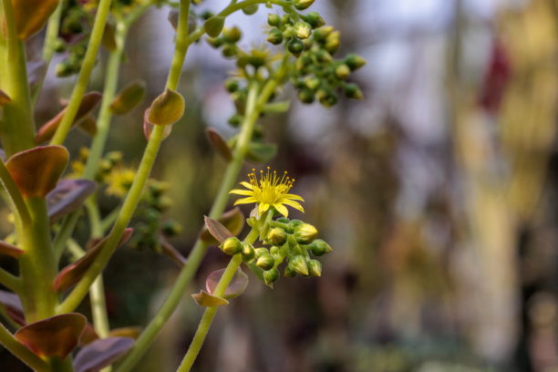 盛开的浅绿色黑玫瑰（Aeonium Zwartkop）花的特写照片图片下载