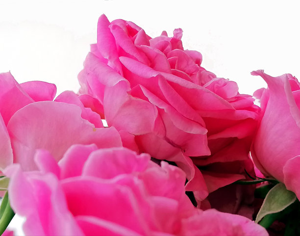 粉色玫瑰的库存照片。白色背景上的粉色玫瑰库存照片。美丽的粉色玫瑰束在白色墙壁上隔离的库存照片。粉色玫瑰花束库存照片。图片下载