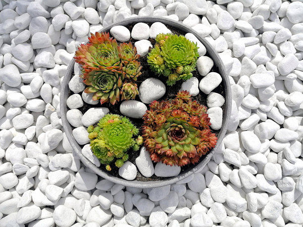 五彩缤纷的石莲花多肉植物在花盆中的照片。石头花园中的多肉植物照片。白色卵石与多肉植物的照片。图片下载
