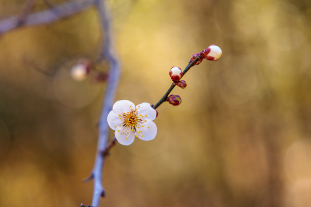 早春盛开的白色梅花特写照片图片下载