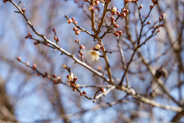 早春盛开的白色梅花特写照片图片下载
