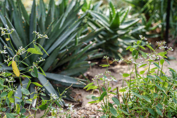 特写照片，展示可爱的小白色钻石霜（Euphorbia 'Diamond Frost'）花朵盛开。图片下载