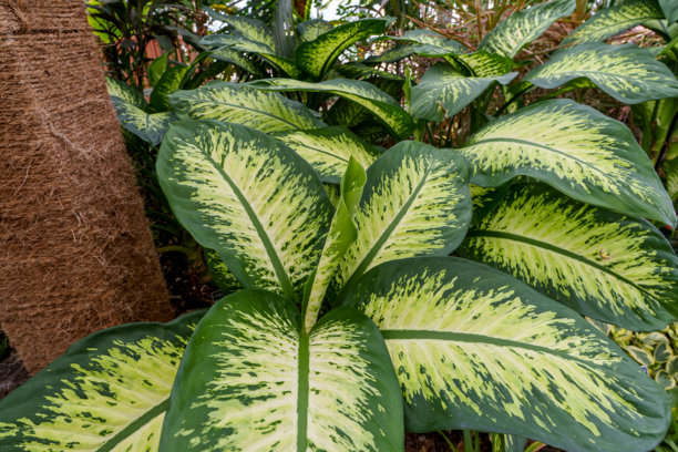 独特花纹的斑马万年青叶子的特写照片。图片下载