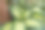 独特花纹的斑马万年青叶子的特写照片。图片下载