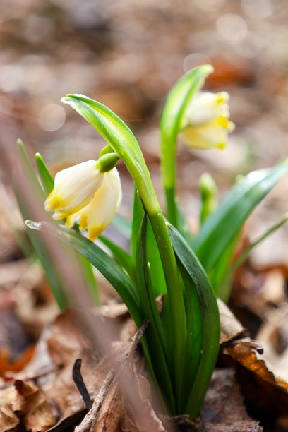 这张照片展示了细腻的春花从落叶中破土而出。花朵的花瓣是白色的，尖端有黄色的斑点。花朵的绿色茎叶与棕色的背景形成对比。图片下载