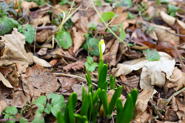 这张照片展示了春天的第一朵花从落叶中冒出来。在前景中，可以看到绿色的嫩芽和一朵顶端有黄色斑点的白色花朵。背景是棕色的落叶、绿色的叶子和树枝。图片下载