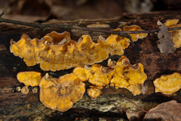 特写照片展示了一群明亮的黄色蘑菇生长在一棵倒下的树上。这些蘑菇边缘波浪起伏，表面有纹理。图片下载