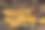 特写照片展示了一群明亮的黄色蘑菇生长在一棵倒下的树上。这些蘑菇边缘波浪起伏，表面有纹理。图片下载