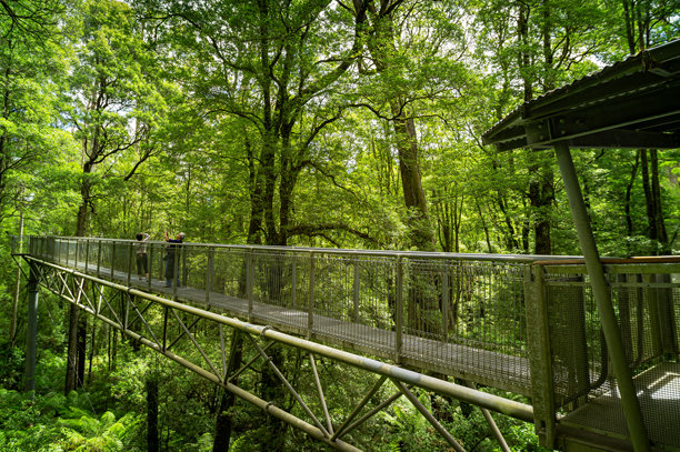多代旅行：老年男性使用照片，女性在澳大利亚维多利亚州大奥特威国家公园的钢制树顶步道上拍摄雨林图片下载