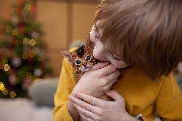 孩子抱着阿比西尼亚红色小猫的生活照片，特写。图片下载