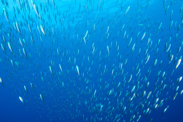 蓝色海洋中鱼群的水下照片图片下载