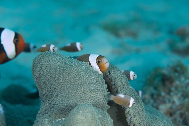 可爱的 clownfish 父母与孩子的水下照片图片下载