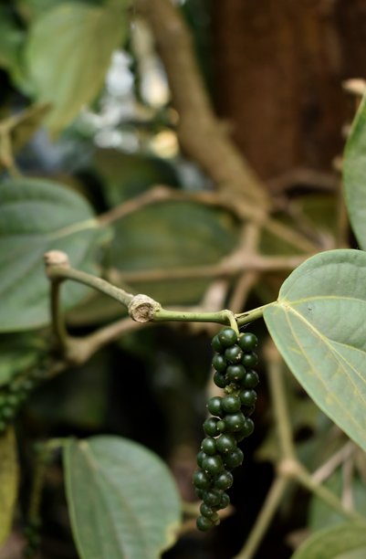 辣椒植物的特写照片图片下载