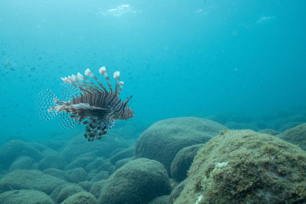 可爱的狮子鱼水下照片图片下载