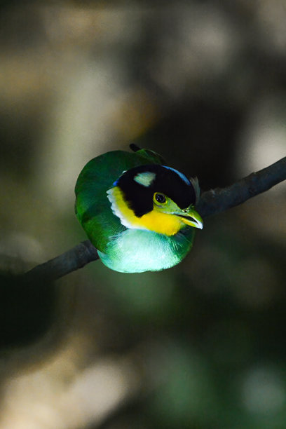 长尾阔嘴鸟的特写照片。图片下载