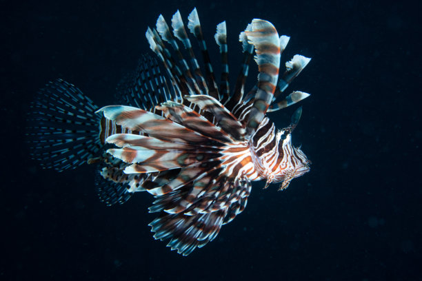 可爱的狮子鱼水下照片图片下载