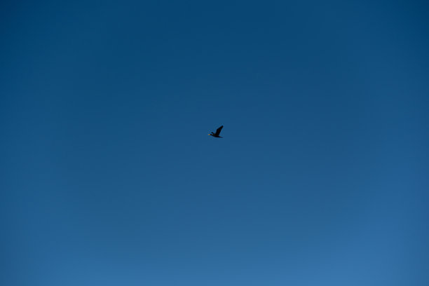一只黑鸟在晴朗的蓝天中独自飞翔。黑鸟的极简主义照片。图片下载
