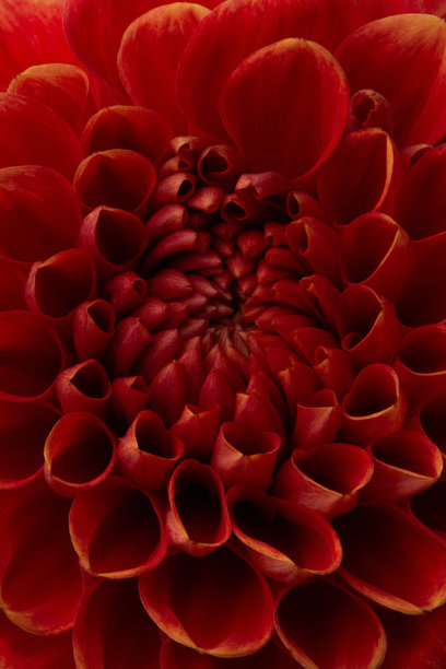 红色大丽花花瓣的特写照片图片下载