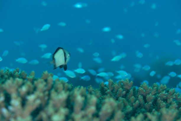 日本冲绳的蓝绿小丑鱼水下照片图片下载