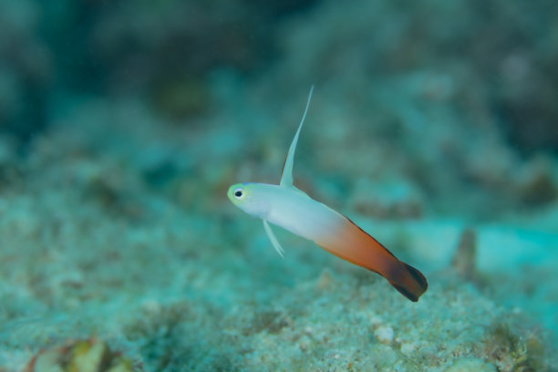 冲绳日本的火鱼水下照片图片下载